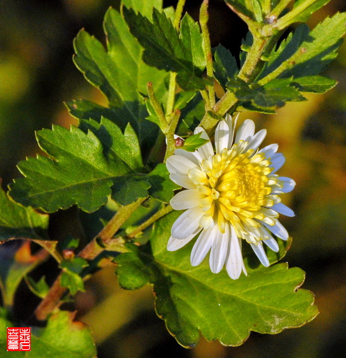 神农香菊(植物)_技点知识_技点网(植物)
