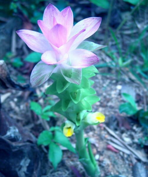 野山姜植物