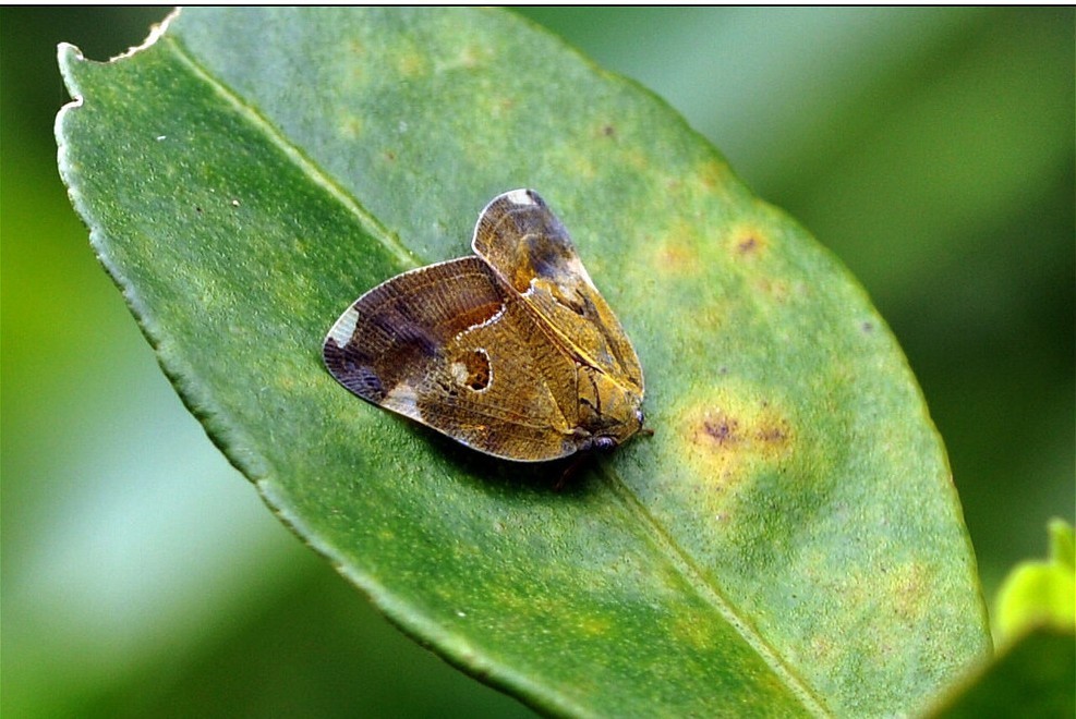 缘纹广翅蜡蝉(动物)