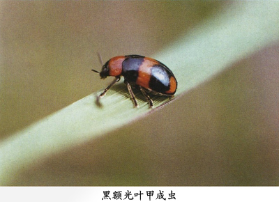 黑额光叶甲(动物)