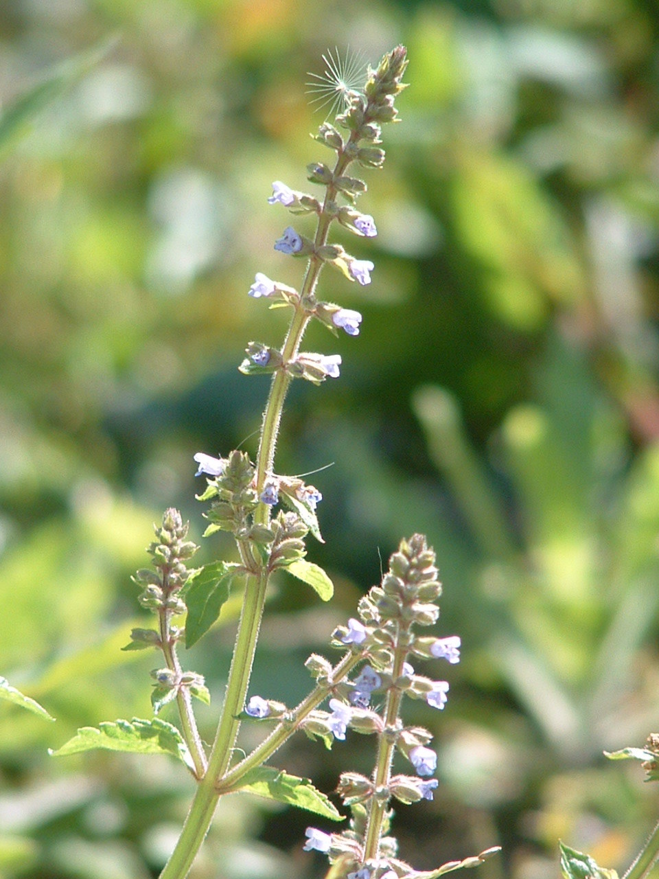 风轮菜 (中医学与中药学|医药)