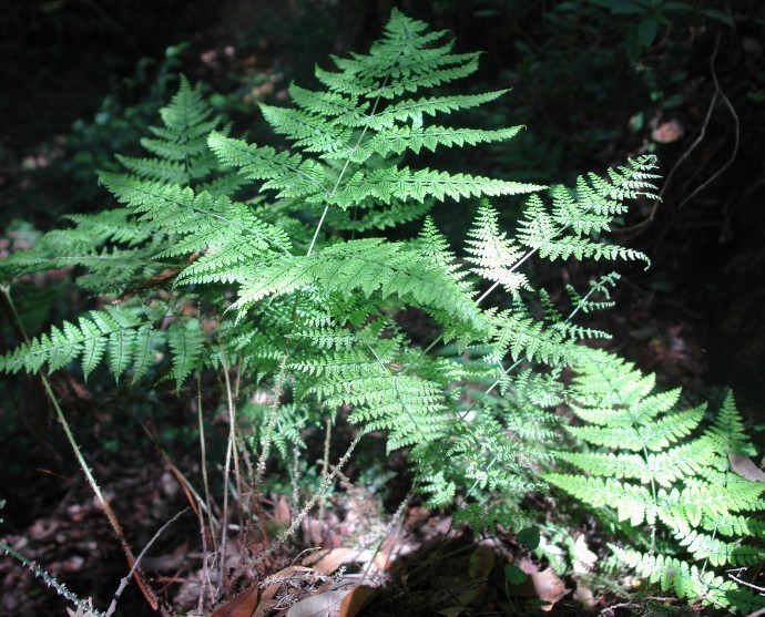 鳞轴小膜盖蕨植物