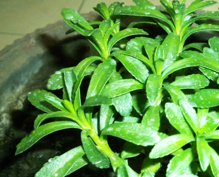 草香(植物)_技点百科_技点网(植物)