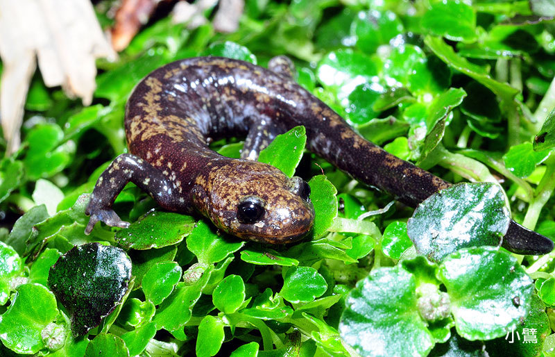 台湾山椒鱼(动物)