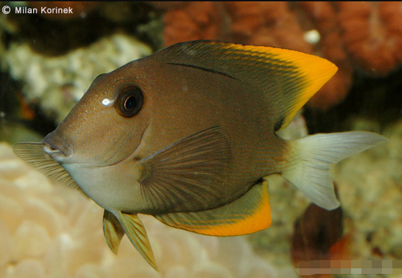 印尼櫛齒刺尾魚動物