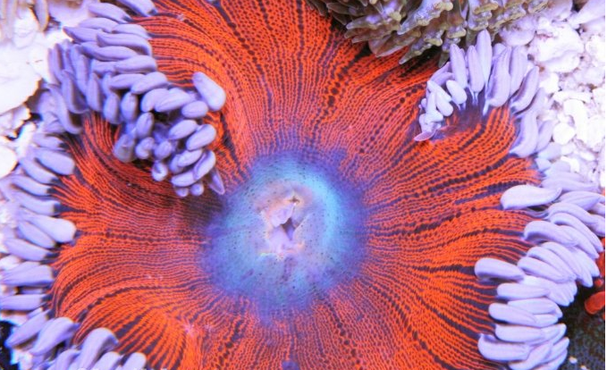 深蓝花群海葵(动物)_技点百科