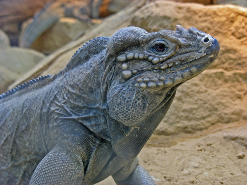 犀鬣蜥(动物)_技点百科