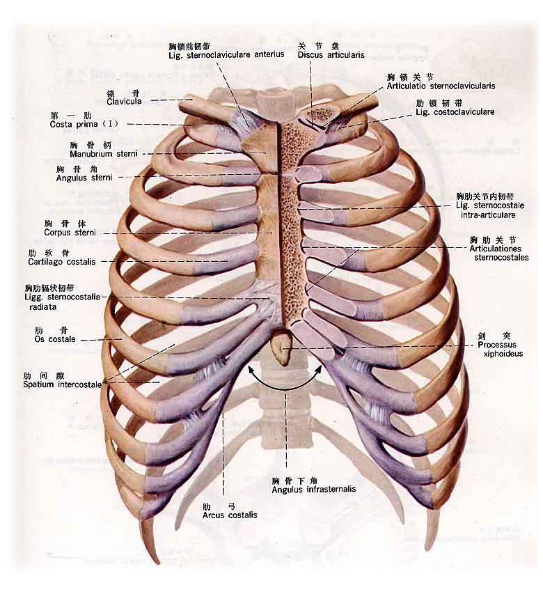 人体第10根肋骨的图片图片