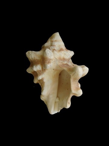 大岩螺(其他生物相关)