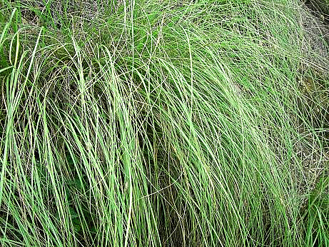 蓑衣草(植物)