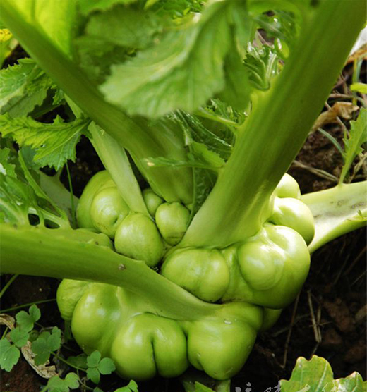 茎菜类地上茎主要品种图片