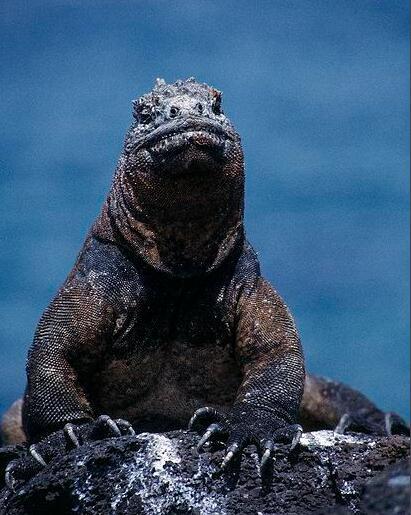 海鬣蜥的天敌图片