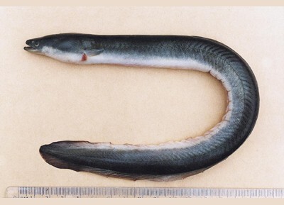 美洲鳗鲡(动物)