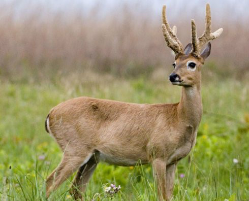 草原鹿属 (动物)