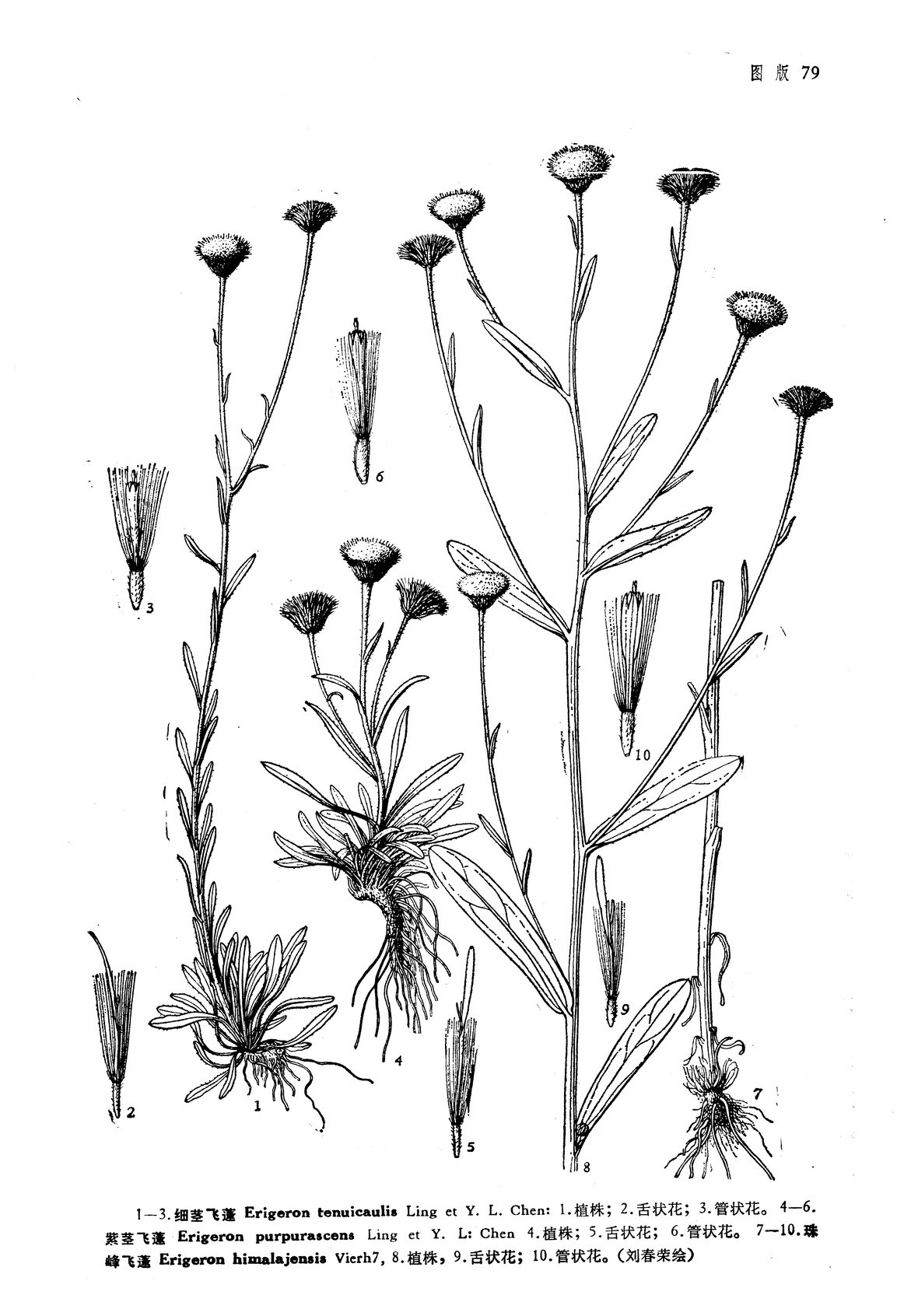 紫茎飞蓬(植物)