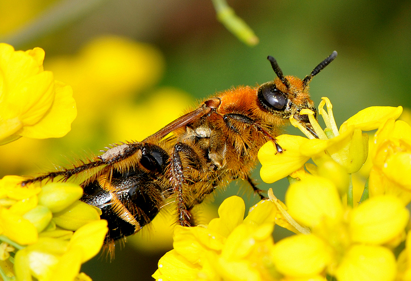 蜂王(动物)蜂王也叫"母蜂","蜂后",是生殖器官发