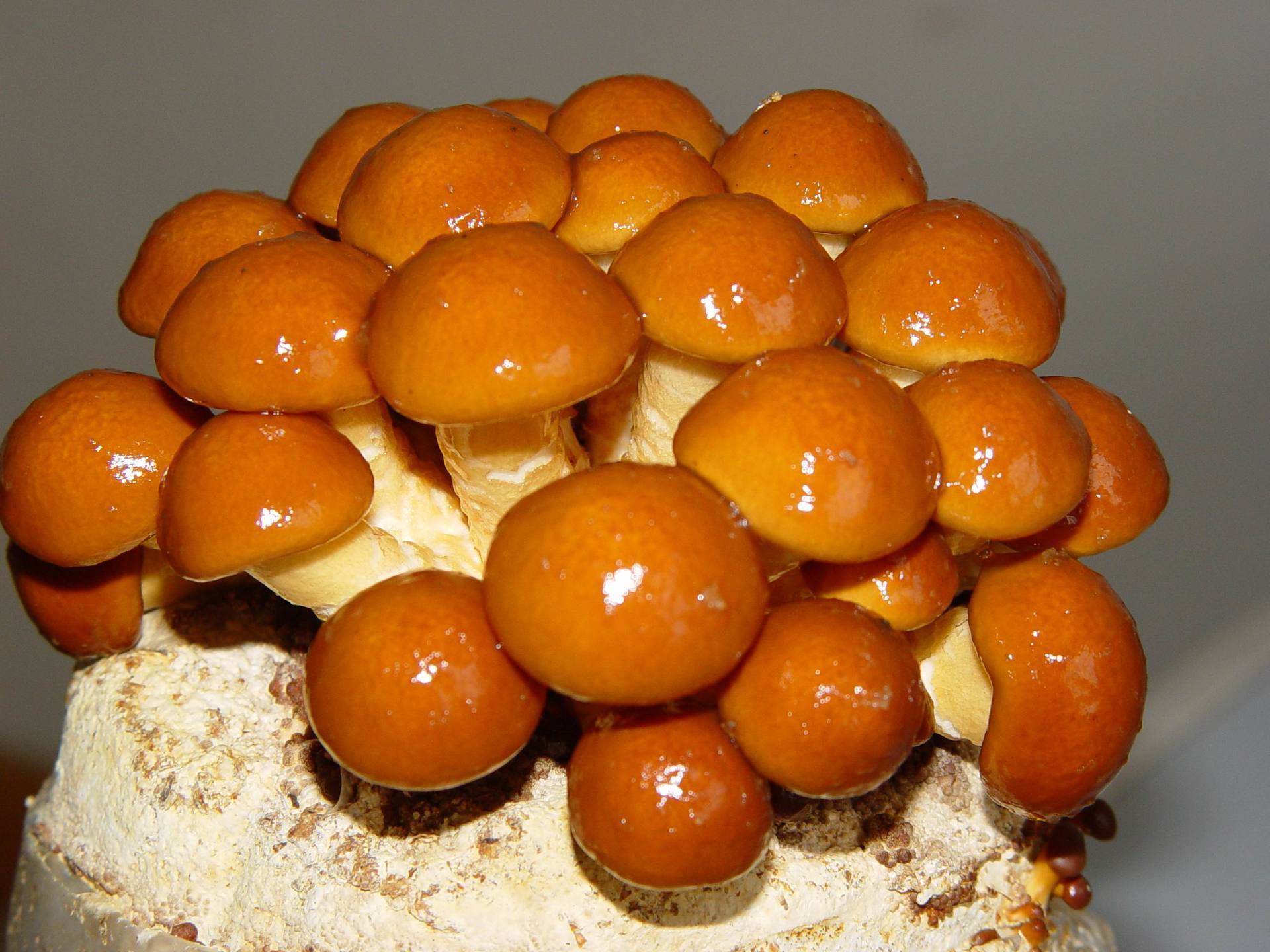 球盖菇科鳞伞属,一种冬,春季发生的菌盖粘滑的木腐菌,为主要人工栽培
