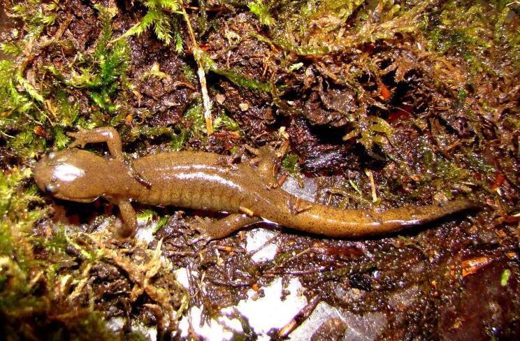 东北小鲵(动物)