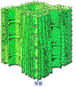 植物筛管模式图图片