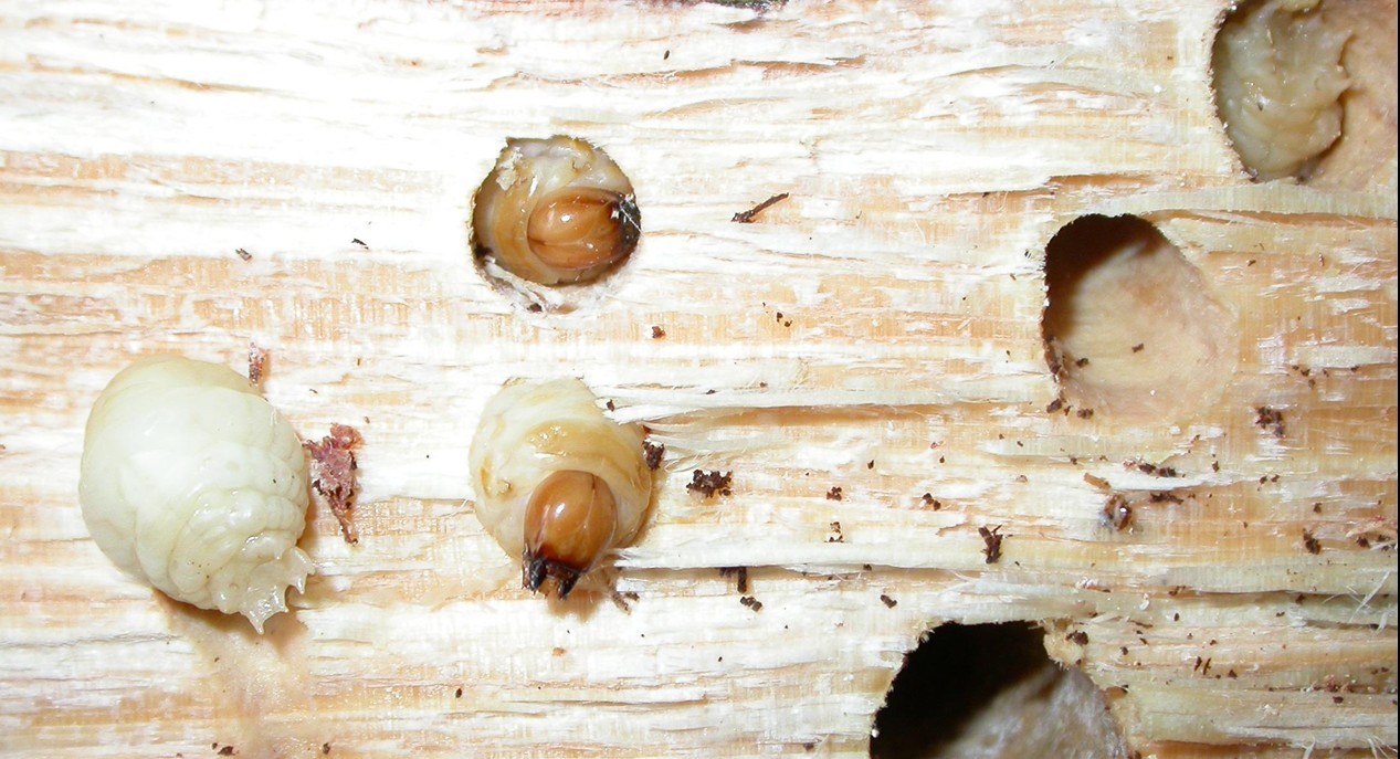 (其他生物相关)马尾松角胫象shirahoshizopatruelis,属鞘翅目象虫科