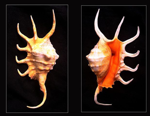 金黄蜘蛛螺其他生物相关