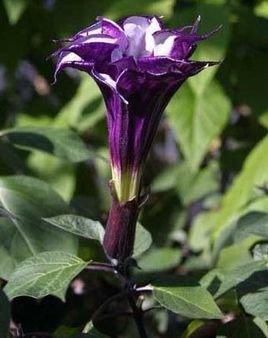 紫色曼陀罗植物