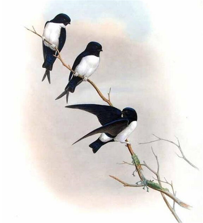 黑喉毛脚燕 (动物)