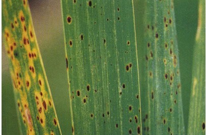 水稻胡麻斑病 (菌物)