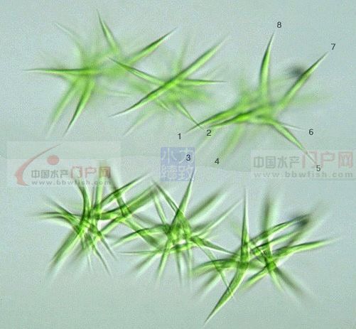 针状蓝纤维藻植物