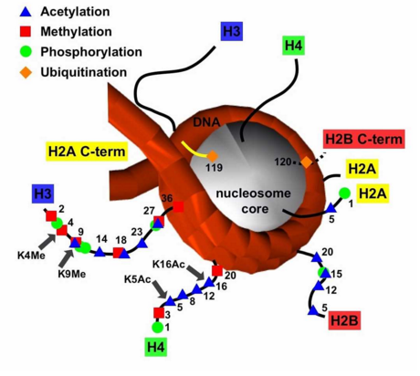 組蛋白修飾(遺傳學)_技點百科