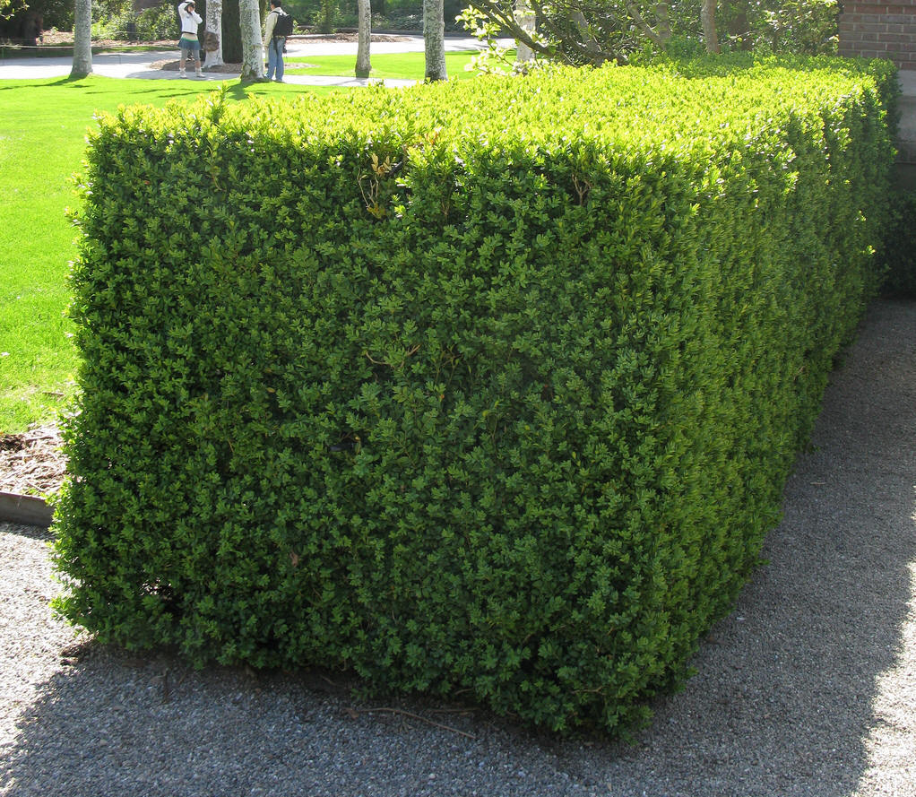 黄杨科其他生物相关