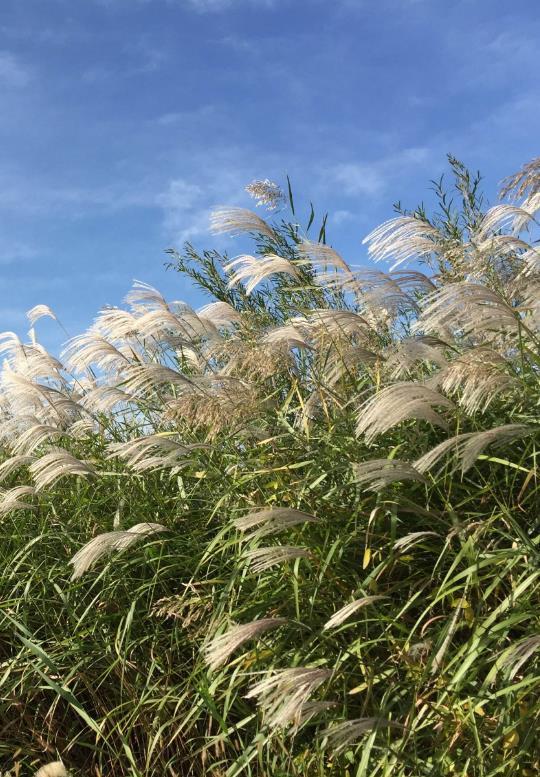 芦苇植物