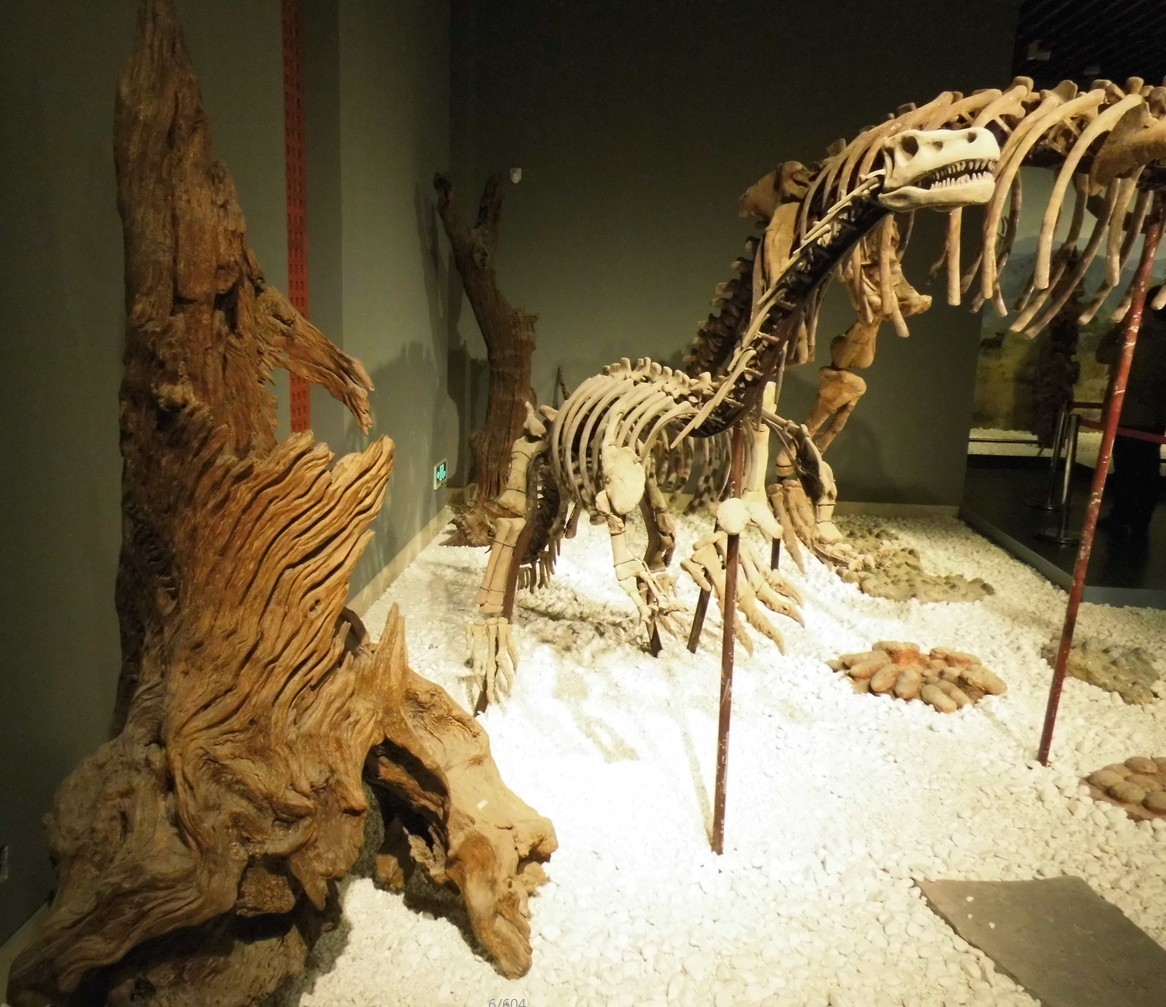成都自然博物馆开馆 来这里看24米长的巨无霸恐龙化石_四川在线