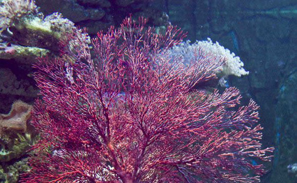 紫玉珊瑚花期图片