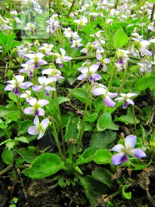 光蔓茎堇菜植物