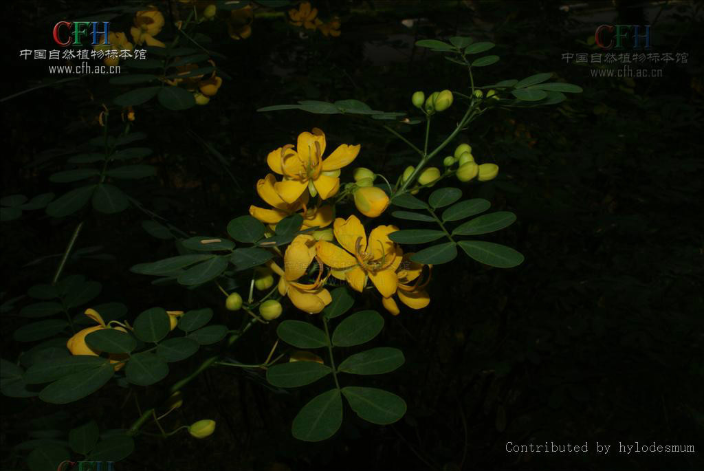 金藥樹(植物)