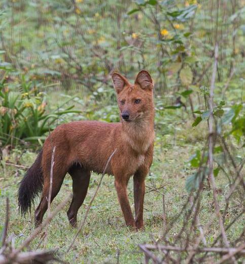 西亚豺(动物)西亚豺(学名:cuon alpinus hesperius)是豺的亚种之一.