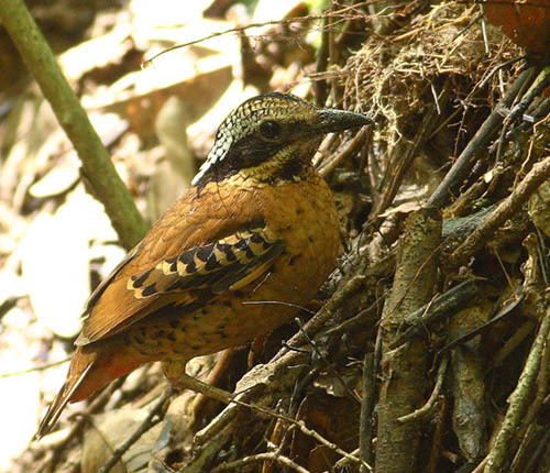 双辫八色鸫动物
