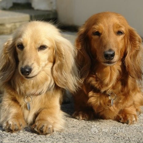 腊肠狗(动物)腊肠犬,英文别名sausagedog,身躯长,近地面,腿短,精力