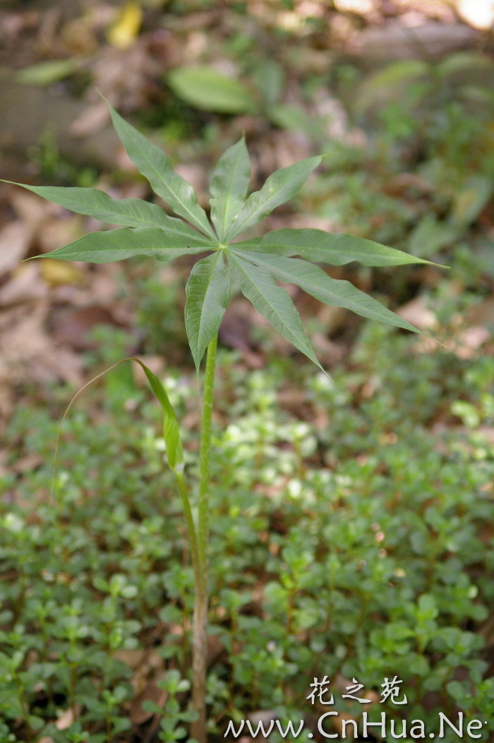 石棉南星(植物)