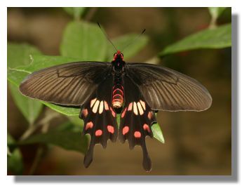 红纹凤蝶动物