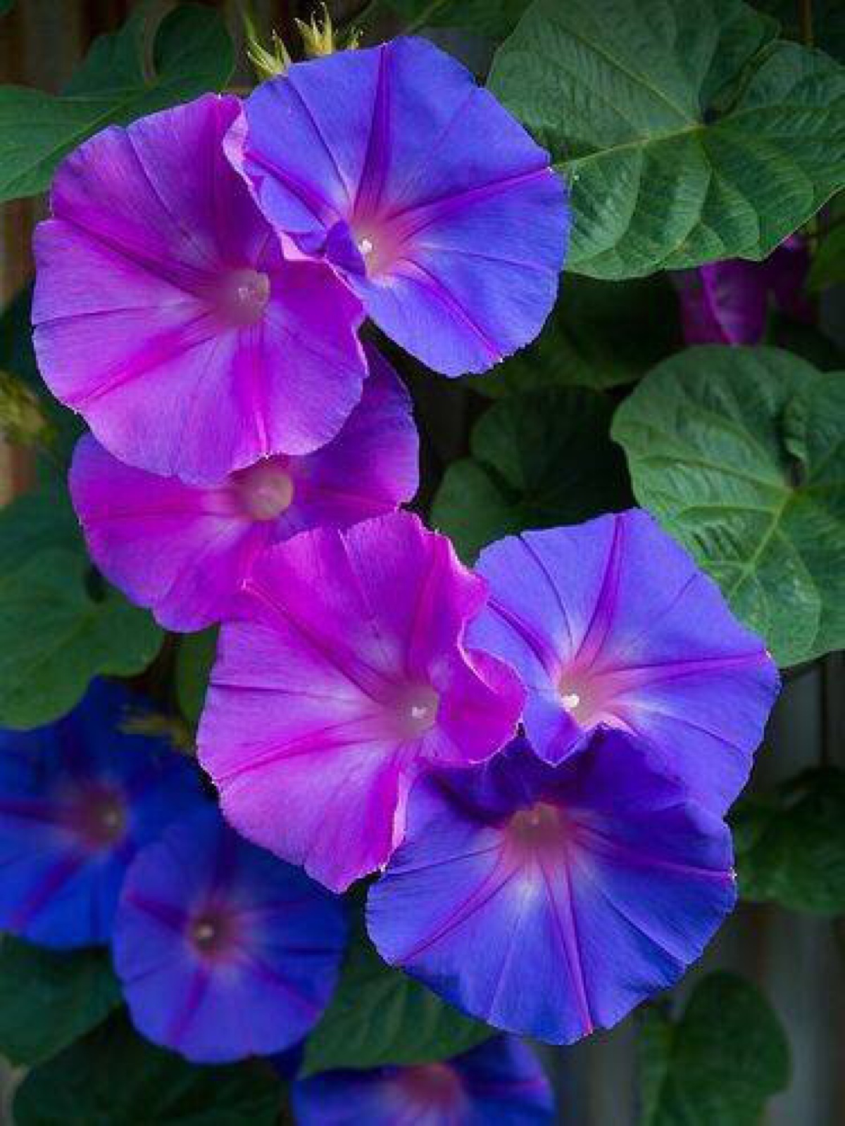 海牵牛(植物)马鞍藤属于多年生的草本植物,由于他的叶子互生,表面上有