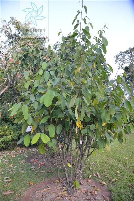 多脉瓜馥木 (植物)