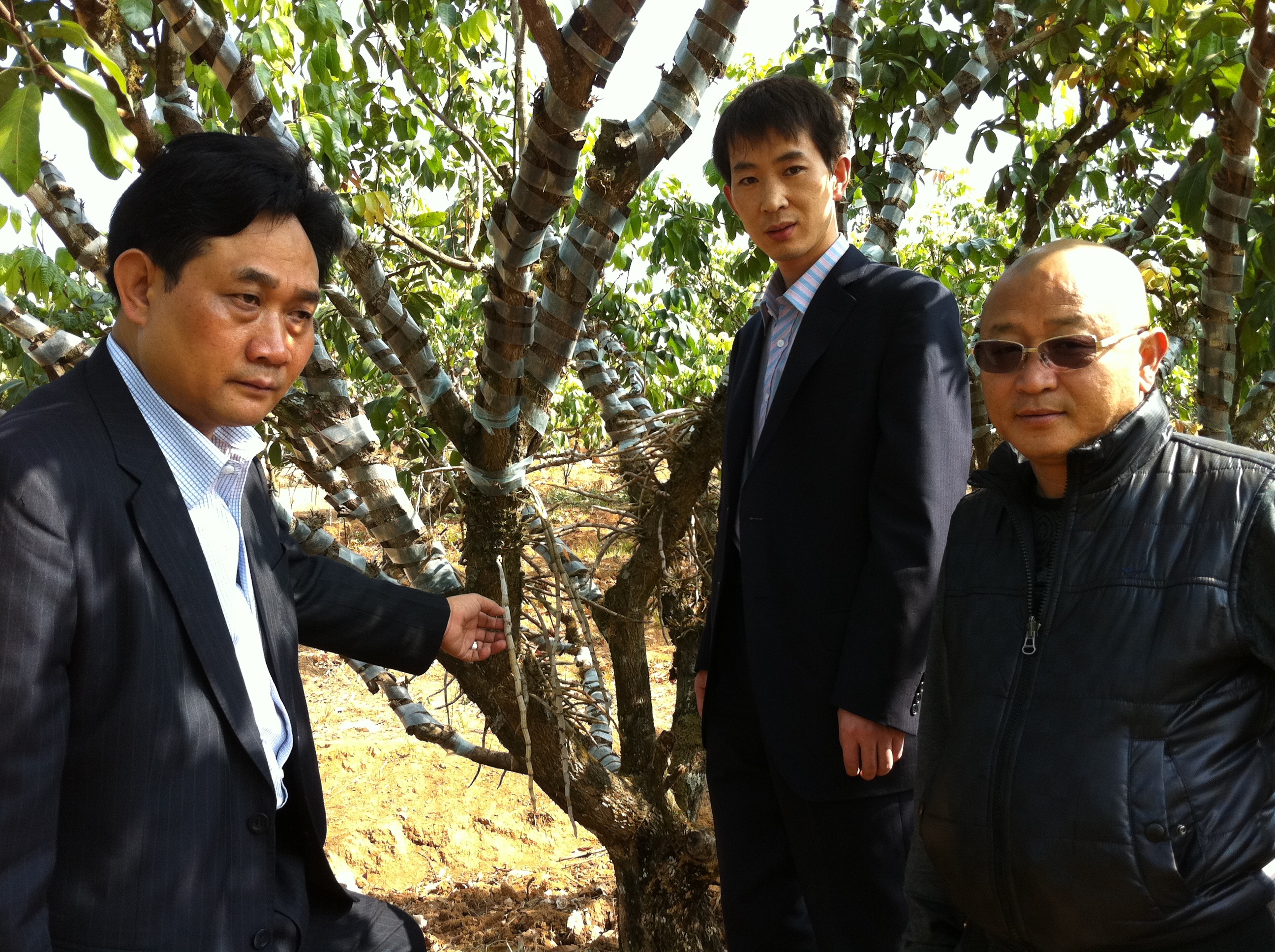 王云岭 (政治人物)