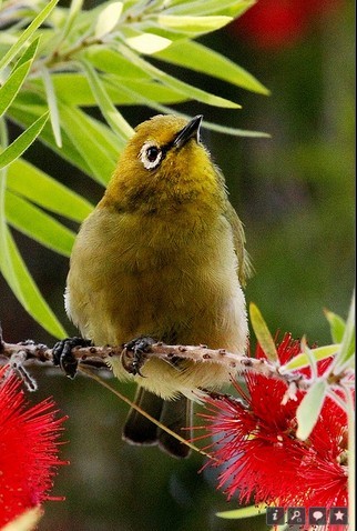 白胸绣眼鸟动物