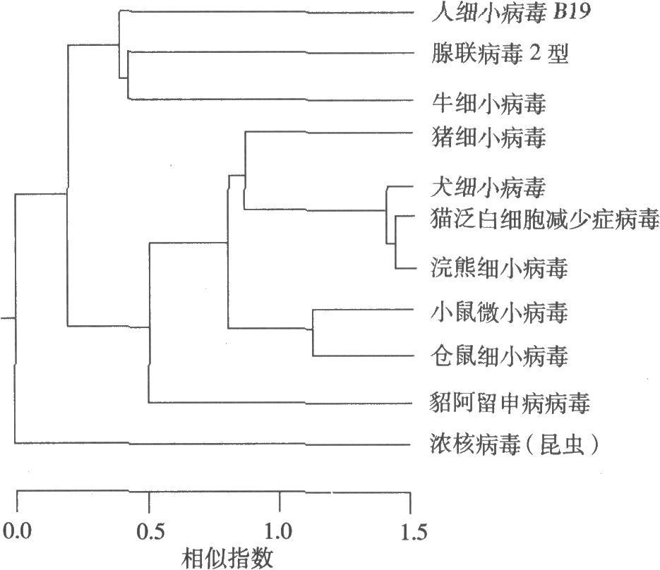 细小病毒 (病毒)