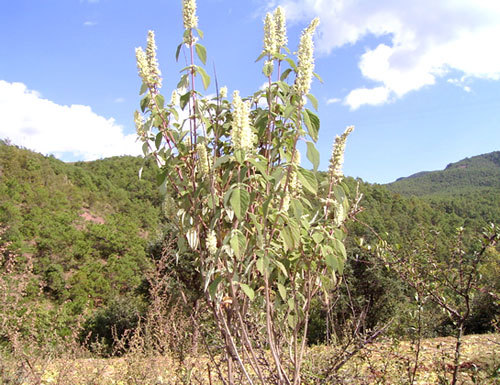 野坝子植物