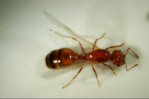 火蚂蚁 (其他生物相关)