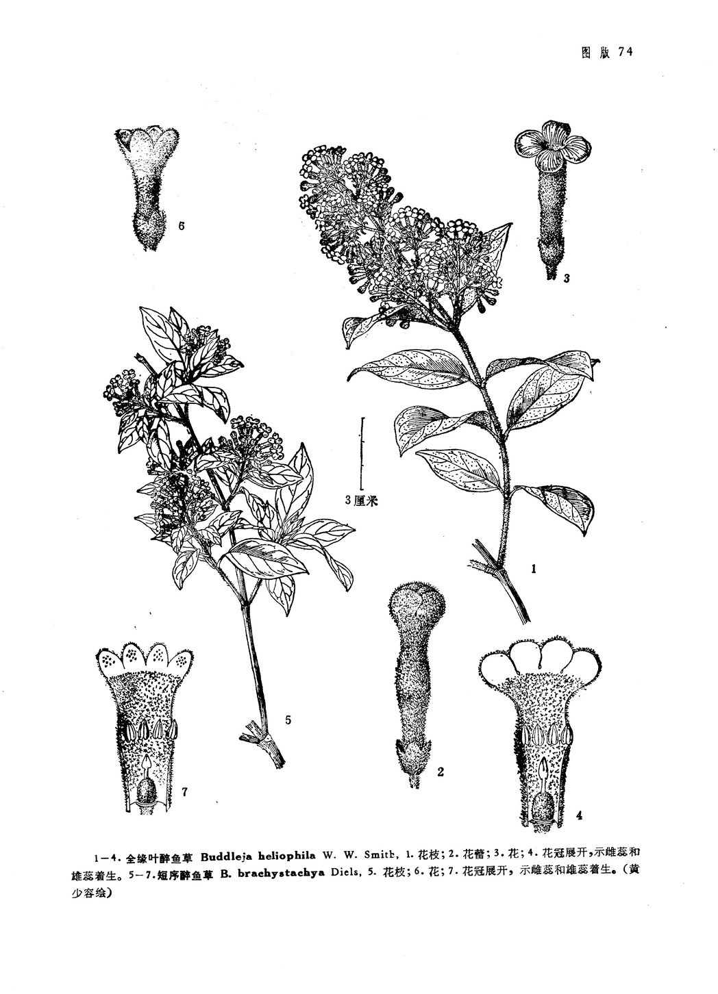 短序醉鱼草 (植物)