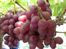 紫地球(植物)晚熟葡萄新品种"紫地球"是山东省江北葡萄研究所1992年在